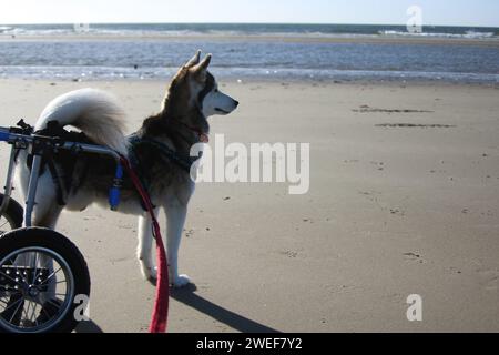 Husky im Rollstuhl am Strand Stockfoto