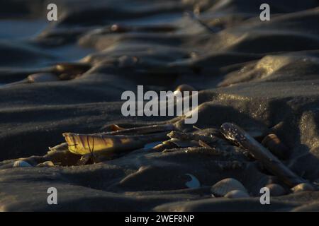 Sea Shell am Strand Stockfoto