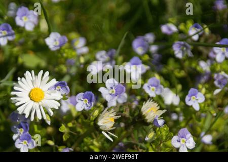 Gänseblümchen Stockfoto