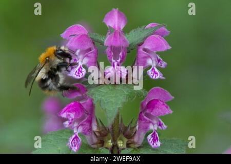 Gewöhnliche Carder Bee auf gefleckter toter Brennnessel Stockfoto