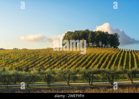 Baumgruppe auf einem Hügel über einem Weinberg. Landschaft im Chianti-Gebiet bei Sonnenuntergang im Herbst. Castelnuovo Berardenga, Toskana Stockfoto