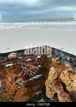 Farbenfrohe Meeresbewohner an einer Plastikkiste, die am Ufer des Golfs von Mexiko in Florida angespült wurde. Stockfoto