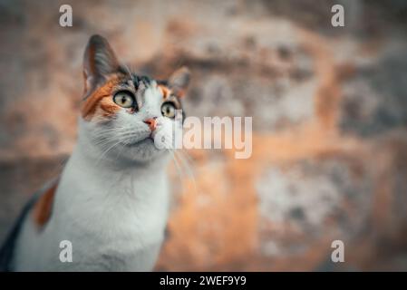 Einsame obdachlose Katze auf der Straße. Stockfoto