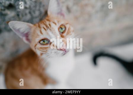 Einsame obdachlose Katze auf der Straße. Stockfoto