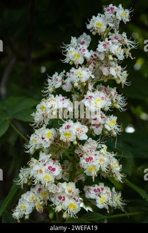 Rosskastanienblüte Stockfoto