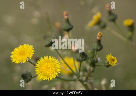 Rauer Hawksbeard Stockfoto