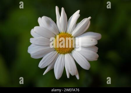 Ochsen-Auge Daisy Stockfoto