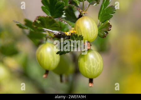 Stachelbeeren Stockfoto