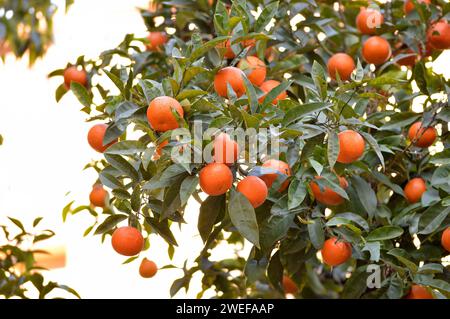 Reife Orangen oder Mandarinen hängen an einem Baum. Gesunde organische saftige Früchte wachsen Stockfoto