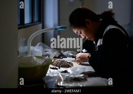 (240125) -- PUDING, 25. Januar 2024 (Xinhua) -- Ein Mitarbeiter sortiert Funde, die von Chuandong Site an einem Arbeitsort des Instituts für kulturelle Relikte und Archäologie der Provinz Guizhou im Bezirk Puding, südwestchinesische Provinz Guizhou, 24. Januar 2024 gefunden wurden. Große Mengen von Artefakten aus Stein, Knochen und Horn wurden auf der Chuandong Site im Puding County, Provinz Guizhou im Südwesten Chinas, gefunden, was auf prähistorische menschliche Aktivitäten hindeutet, die mehr als 55.000 Jahre zurückreichen.Chuandong Site, erstmals 1978 entdeckt, es wird angenommen, dass es am Ende der Mittelpaläolithik existierte, Stockfoto