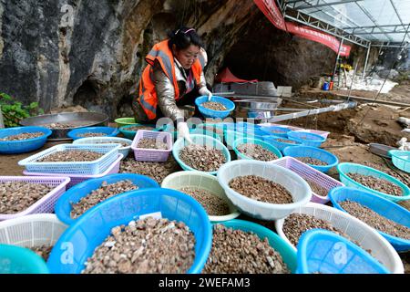 (240125) -- PUDING, 25. Januar 2024 (Xinhua) -- Ein Arbeiter veranlasst Funde, die am Standort Chuandong in Puding County, südwestchinesische Provinz Guizhou, 24. Januar 2024 gefunden wurden. Große Mengen von Artefakten aus Stein, Knochen und Horn wurden auf der Chuandong Site im Puding County, Provinz Guizhou im Südwesten Chinas, gefunden, was auf prähistorische menschliche Aktivitäten hindeutet, die mehr als 55.000 Jahre zurückreichen.Chuandong Site, erstmals 1978 entdeckt, es wird angenommen, dass es am Ende der mittleren Paläolithik, der späten Paläolithik und der Neolithik existierte. Über zwei Jahre Ausgrabungsarbeiten Stockfoto