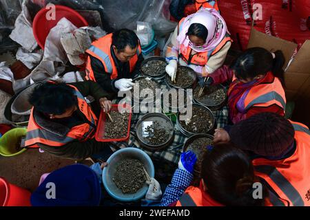 (240125) -- PUDING, 25. Januar 2024 (Xinhua) -- Arbeiter sortieren Funde, die am Standort Chuandong in Puding County, südwestchinesische Provinz Guizhou, 24. Januar 2024 gefunden wurden. Große Mengen von Artefakten aus Stein, Knochen und Horn wurden auf der Chuandong Site im Puding County, Provinz Guizhou im Südwesten Chinas, gefunden, was auf prähistorische menschliche Aktivitäten hindeutet, die mehr als 55.000 Jahre zurückreichen.Chuandong Site, erstmals 1978 entdeckt, es wird angenommen, dass es am Ende der mittleren Paläolithik, der späten Paläolithik und der Neolithik existierte. Über zwei Jahre Aushubarbeiten, t Stockfoto