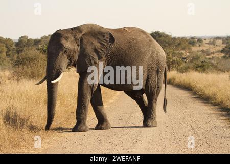 Ein majestätischer afrikanischer Elefant schlendert eine Feldstraße hinunter Stockfoto