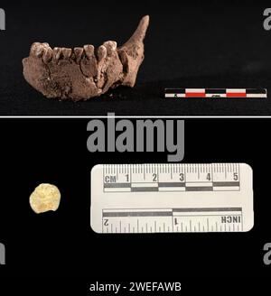 (240125) -- PUDING, 25. Januar 2024 (Xinhua) -- dieses undatierte Datei-Kombifoto zeigt archäologische Proben, die von Chuandong Site in Puding County, Provinz Guizhou im Südwesten Chinas, gefunden wurden. Große Mengen von Artefakten aus Stein, Knochen und Horn wurden auf der Chuandong Site im Puding County, Provinz Guizhou im Südwesten Chinas, gefunden, was auf prähistorische menschliche Aktivitäten hindeutet, die mehr als 55.000 Jahre zurückreichen.Chuandong Site, erstmals 1978 entdeckt, es wird angenommen, dass es am Ende der mittleren Paläolithik, der späten Paläolithik und der Neolithik existierte. Über zwei Jahre Stockfoto