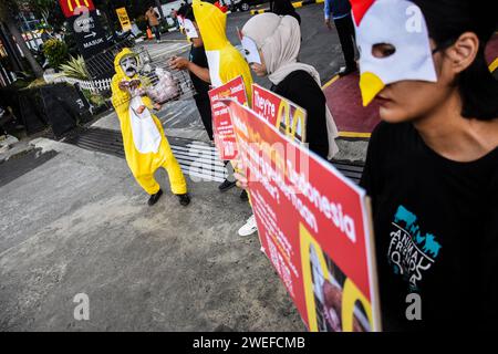 Bandung, Indonesien. Januar 2024. Aktivisten, die Mitglieder von Animal Friends Jogja sind, führen am 25. Januar 2024 eine Aktion vor dem indonesischen Fast-Food-Restaurant McDonald's in Bandung, West-Java, Indonesien durch. Diese Aktion erfordert die Verpflichtung von McDonald's Indonesien, Eier aus Käfigzuchtbetrieben zu verwenden, um das Leiden von Legehennen in Käfigen zu beenden, deren Leben elend ist. (Foto: Dimas Rachmatsyah/SIPA USA) Credit: SIPA USA/Alamy Live News Stockfoto