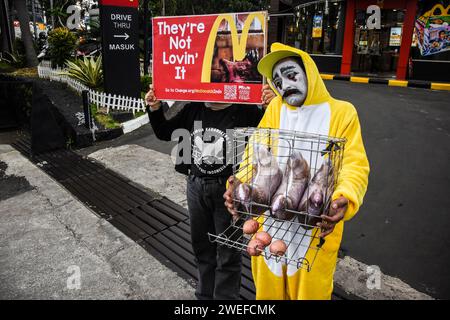 Bandung, Indonesien. Januar 2024. Aktivisten, die Mitglieder von Animal Friends Jogja sind, führen am 25. Januar 2024 eine Aktion vor dem indonesischen Fast-Food-Restaurant McDonald's in Bandung, West-Java, Indonesien durch. Diese Aktion erfordert die Verpflichtung von McDonald's Indonesien, Eier aus Käfigzuchtbetrieben zu verwenden, um das Leiden von Legehennen in Käfigen zu beenden, deren Leben elend ist. (Foto: Dimas Rachmatsyah/SIPA USA) Credit: SIPA USA/Alamy Live News Stockfoto