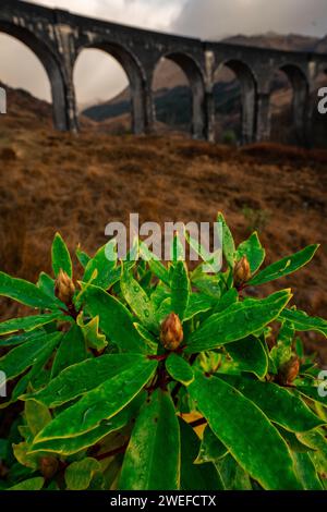 Grüne Pflanzen mit dem Glenfinnan Viadukt im Hintergrund, Glenfinnan, Schottland. Stockfoto