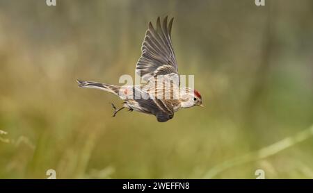 Rote Umfrage, Carduelis Flammea, fliegt Stockfoto