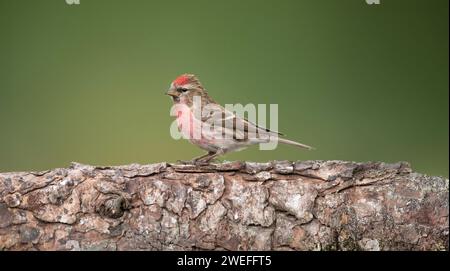 Rotes Poll, Carduelis Flammea, auf einem Ast Stockfoto