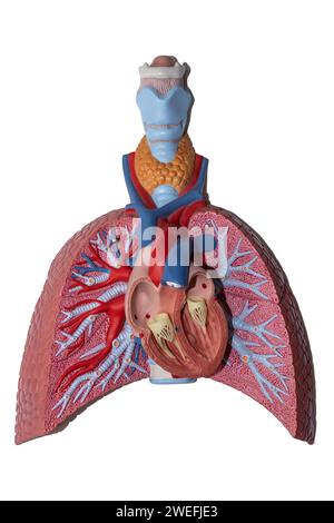 Menschliches anatomisches Herz- und Lungenplastikmodell isoliert auf weißem Hintergrund. Gesundheitswesen und medizinisches Konzept. Stockfoto