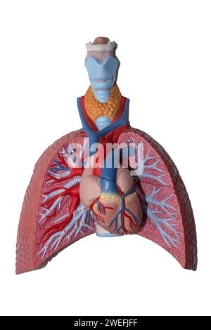 Menschliches anatomisches Herz- und Lungenplastikmodell isoliert auf weißem Hintergrund. Gesundheitswesen und medizinisches Konzept. Stockfoto