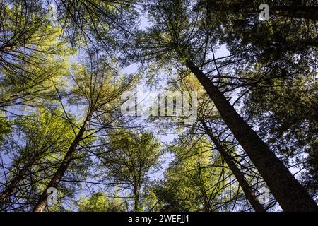 In die Baumwipfel, Pine Stockfoto