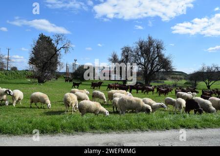 Eine Schafherde weidet auf dem Feld. Stockfoto