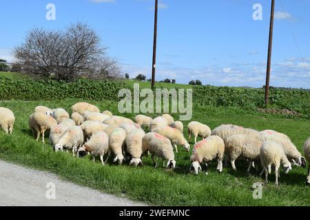 Eine Schafherde weidet auf dem Feld. Stockfoto