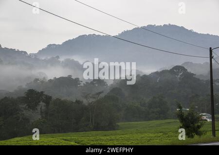 Ein nebeliger Morgen im Nyungwe-Nationalpark im Südwesten Ruandas mit Hügeln und üppigen Wäldern auf dem Weg zum Canopy Walk, einer wichtigen Touristenattraktion Stockfoto