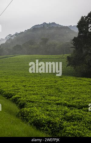 Teeplantage vor dem Nyungwe-Nationalpark im Südwesten Ruandas mit leuchtend grünen Blättern vor üppigem Waldgrund Stockfoto