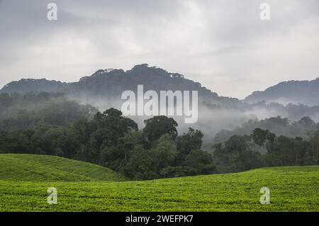 Ein nebeliger Morgen im Nyungwe-Nationalpark im Südwesten Ruandas mit Hügeln und üppigen Wäldern auf dem Weg zum Canopy Walk, einer wichtigen Touristenattraktion Stockfoto