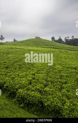 Teeplantage vor dem Nyungwe-Nationalpark im Südwesten Ruandas mit leuchtend grünen Blättern vor üppigem Waldgrund Stockfoto