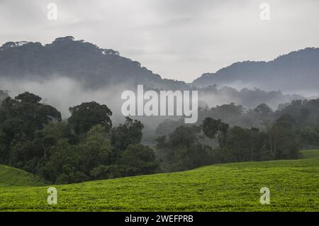 Ein nebeliger Morgen im Nyungwe-Nationalpark im Südwesten Ruandas mit Hügeln und üppigen Wäldern auf dem Weg zum Canopy Walk, einer wichtigen Touristenattraktion Stockfoto