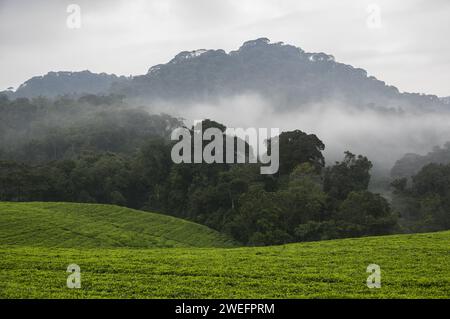 Ein nebeliger Morgen im Nyungwe-Nationalpark im Südwesten Ruandas mit Hügeln und üppigen Wäldern auf dem Weg zum Canopy Walk, einer wichtigen Touristenattraktion Stockfoto