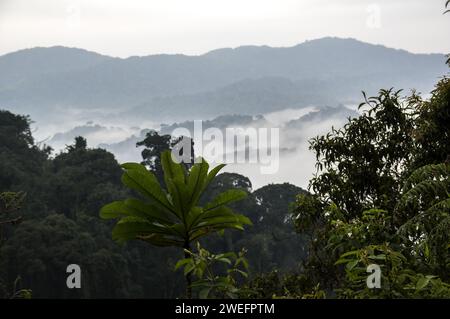 Ein nebeliger Morgen im Nyungwe-Nationalpark im Südwesten Ruandas mit nebligen Hügeln und üppigen Wäldern auf dem Weg zum Canopy Walk, einer Touristenattraktion Stockfoto