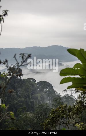 Ein nebeliger Morgen im Nyungwe-Nationalpark im Südwesten Ruandas mit nebligen Hügeln und üppigen Wäldern auf dem Weg zum Canopy Walk, einer Touristenattraktion Stockfoto