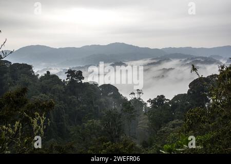 Ein nebeliger Morgen im Nyungwe-Nationalpark im Südwesten Ruandas mit nebligen Hügeln und üppigen Wäldern auf dem Weg zum Canopy Walk, einer Touristenattraktion Stockfoto