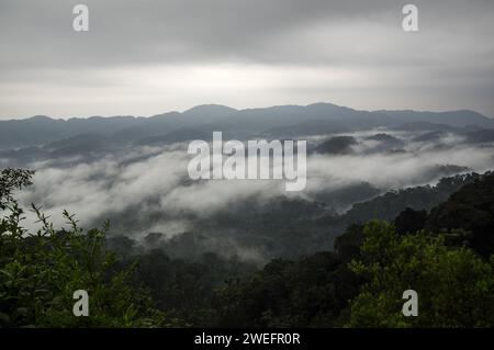 Ein nebeliger Morgen im Nyungwe-Nationalpark im Südwesten Ruandas mit nebligen Hügeln und üppigen Wäldern auf dem Weg zum Canopy Walk, einer Touristenattraktion Stockfoto