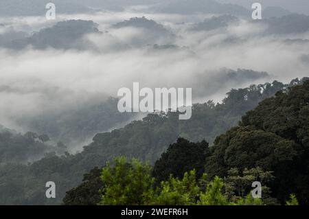 Ein nebeliger Morgen im Nyungwe-Nationalpark im Südwesten Ruandas mit nebligen Hügeln und üppigen Wäldern auf dem Weg zum Canopy Walk, einer Touristenattraktion Stockfoto