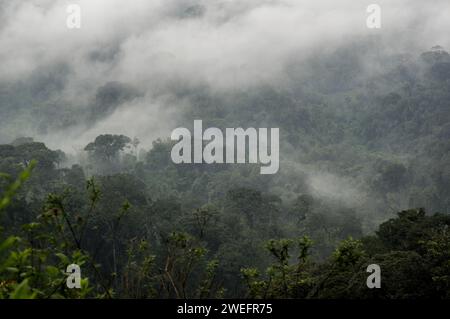 Ein nebeliger Morgen im Nyungwe-Nationalpark im Südwesten Ruandas mit nebligen Hügeln und üppigen Wäldern auf dem Weg zum Canopy Walk, einer Touristenattraktion Stockfoto