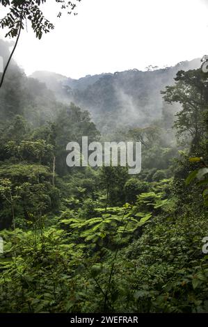 Ein nebeliger Morgen im Nyungwe-Nationalpark im Südwesten Ruandas mit Hügeln und üppigen Wäldern auf dem Weg zum Canopy Walk, einer wichtigen Touristenattraktion Stockfoto