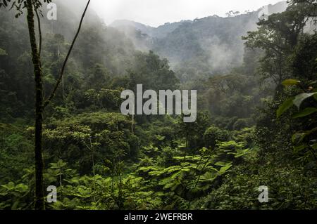 Ein nebeliger Morgen im Nyungwe-Nationalpark im Südwesten Ruandas mit nebligen Hügeln und üppigen Wäldern auf dem Weg zum Canopy Walk, einer Touristenattraktion Stockfoto