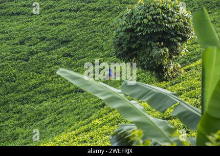 Teeplantage in der Nähe des Nyungwe-Nationalparks im Südwesten Ruandas mit lebhaften grünen Blättern vor üppigem Waldgrund in großen Höhen Stockfoto