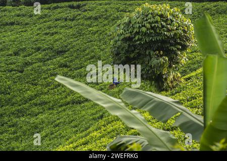 Teeplantage in der Nähe des Nyungwe-Nationalparks im Südwesten Ruandas mit lebhaften grünen Blättern vor üppigem Waldgrund in großen Höhen Stockfoto