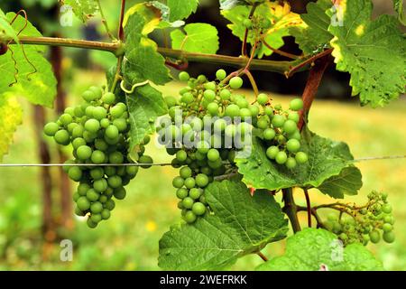 Vitis vinifera ist ein Laubkletterstrauch aus dem Mittelmeerraum, Mitteleuropa und Südwestasien. Traubengewurztrami Stockfoto