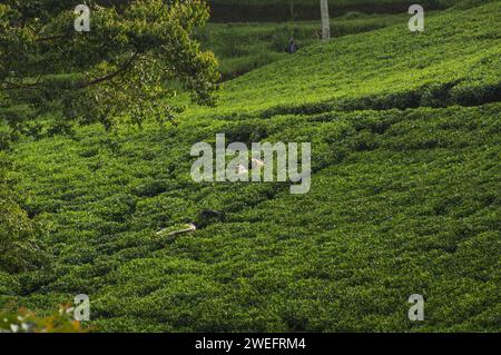 Teeplantage in der Nähe des Nyungwe-Nationalparks im Südwesten Ruandas mit lebhaften grünen Blättern vor üppigem Waldgrund in großen Höhen Stockfoto