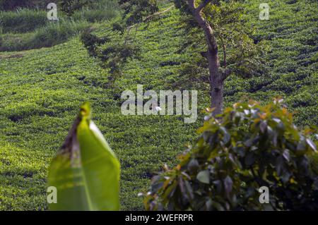 Teeplantage in der Nähe des Nyungwe-Nationalparks im Südwesten Ruandas mit lebhaften grünen Blättern vor üppigem Waldgrund in großen Höhen Stockfoto