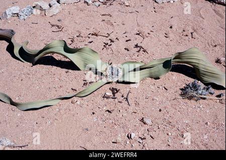 Welwitschia oder Baum tumbo (Welwitschia mirabilis) ist eine Gimnospermpflanze, die in der Namib-Wüste (Angola und Namibia) endemisch ist. Dieses Foto wurde in der Nähe von Swakop aufgenommen Stockfoto