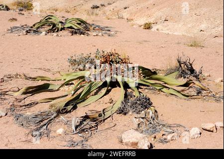 Welwitschia oder Baum tumbo (Welwitschia mirabilis) ist eine Gimnospermpflanze, die in der Namib-Wüste (Angola und Namibia) endemisch ist. Dieses Foto wurde in der Nähe von Swakop aufgenommen Stockfoto