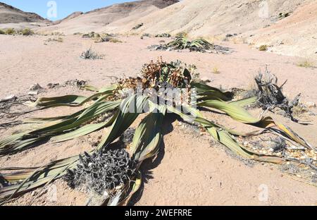 Welwitschia oder Baum tumbo (Welwitschia mirabilis) ist eine Gimnospermpflanze, die in der Namib-Wüste (Angola und Namibia) endemisch ist. Dieses Foto wurde in der Nähe von Swakop aufgenommen Stockfoto